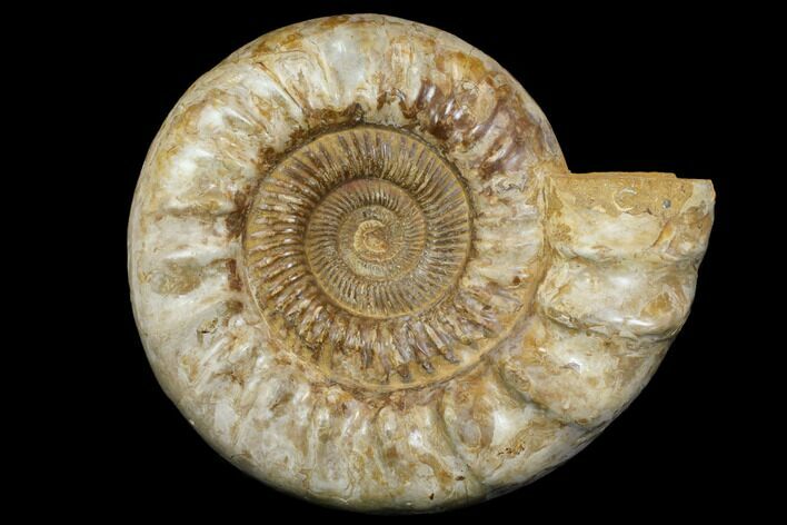 Huge, Jurassic Ammonite Fossil - Madagascar #137865